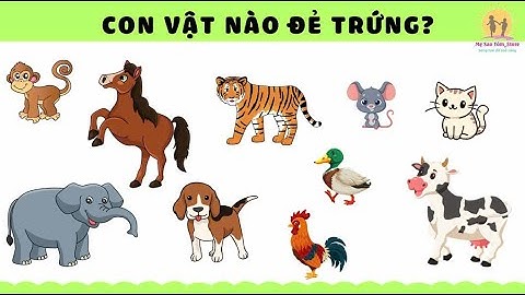 Tư Duy Phân Loại | Chủ Đề Động Vật |Nguyễn Thị Lan Anh