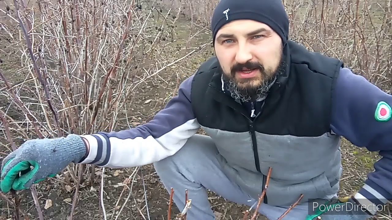 Cum să tai zmeura Polka pentru a fi mai productivă si cum se fac drajonii(butasii)