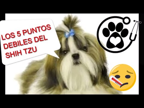 Video: Raza Tibetana Shih Tzu: Un Perro Que Se Cae De Los Ojos