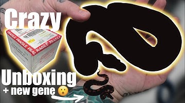 Unboxing 3 new ball pythons!! Plus a new gene!