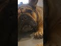 Tired yet? #dogs #bullybreed #frenchbulldog #bulldog #dog #dogrescue #doglife #tuglife #frenchie