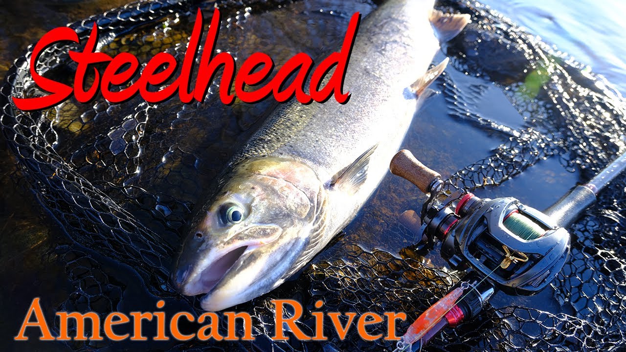 American River, Steelhead Minnow Lure Fishing 