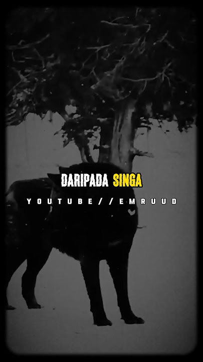 Lebih baik Serigala🔥daripada singa@EmRuudstory #storywa #motivation #animals #quotes #viral