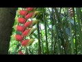 Discover cayman  the queen elizabeth iis botanic park