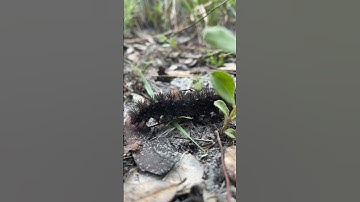 Rare Leopard moth caterpillar 🐛 sighting! . . #nature #wildlife #caterpillar #insects #bug