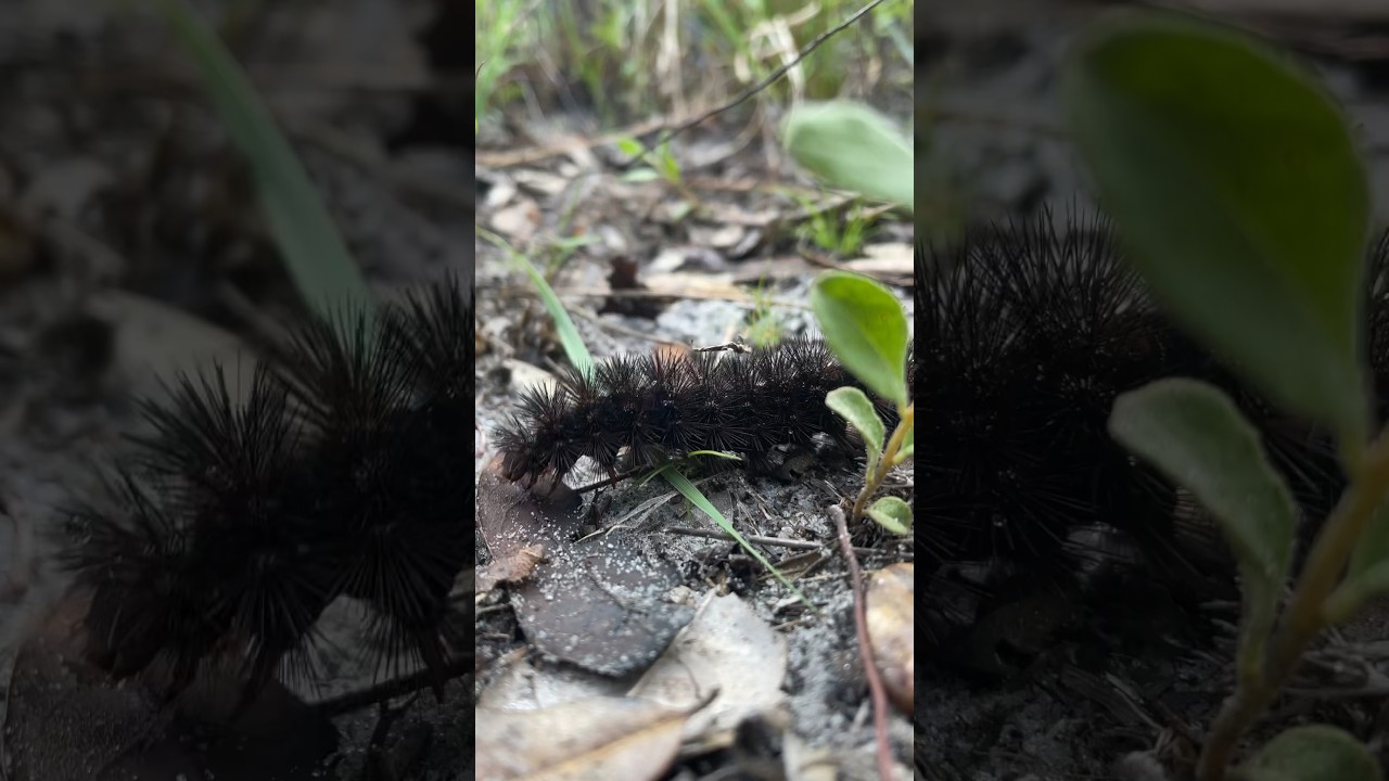 Rare Leopard moth caterpillar 🐛 sighting! . . 