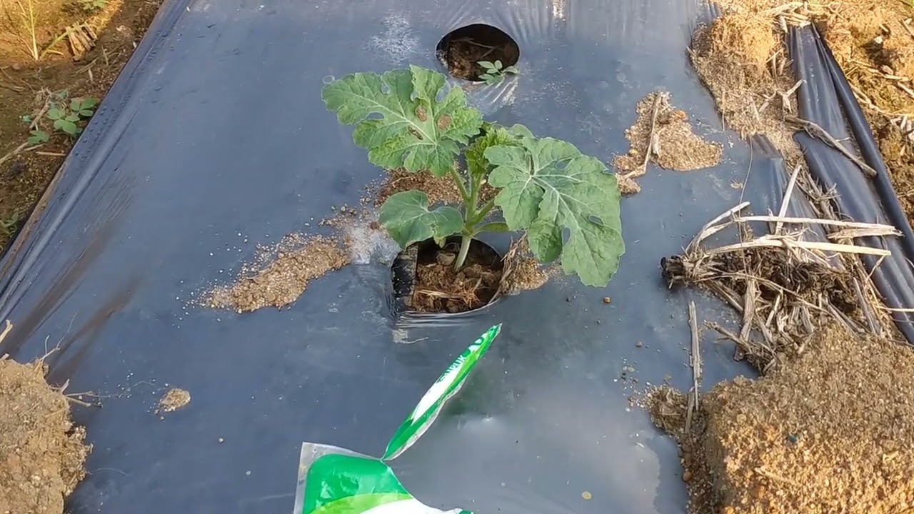 pupuk kocor semangka mulai 5hst sampai panen.awal kocor 3sdm/tangki sprayy, jangan lupa subscribe