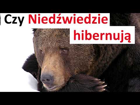 Wideo: Dlaczego Niedźwiedzie Brunatne śpią Całą Zimę?