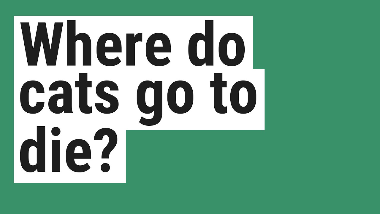 Where do cats go to die? YouTube