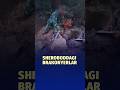 Sheroboddagi brakonyerlar “Surxon” davlat qo‘riqxonasi hududida uch nafar brakonyer fosh bo‘ldi