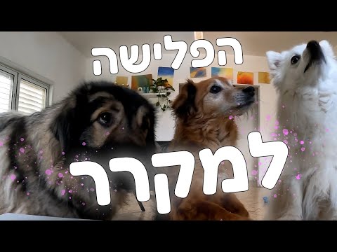 וִידֵאוֹ: מהי מבחן EmSAT?