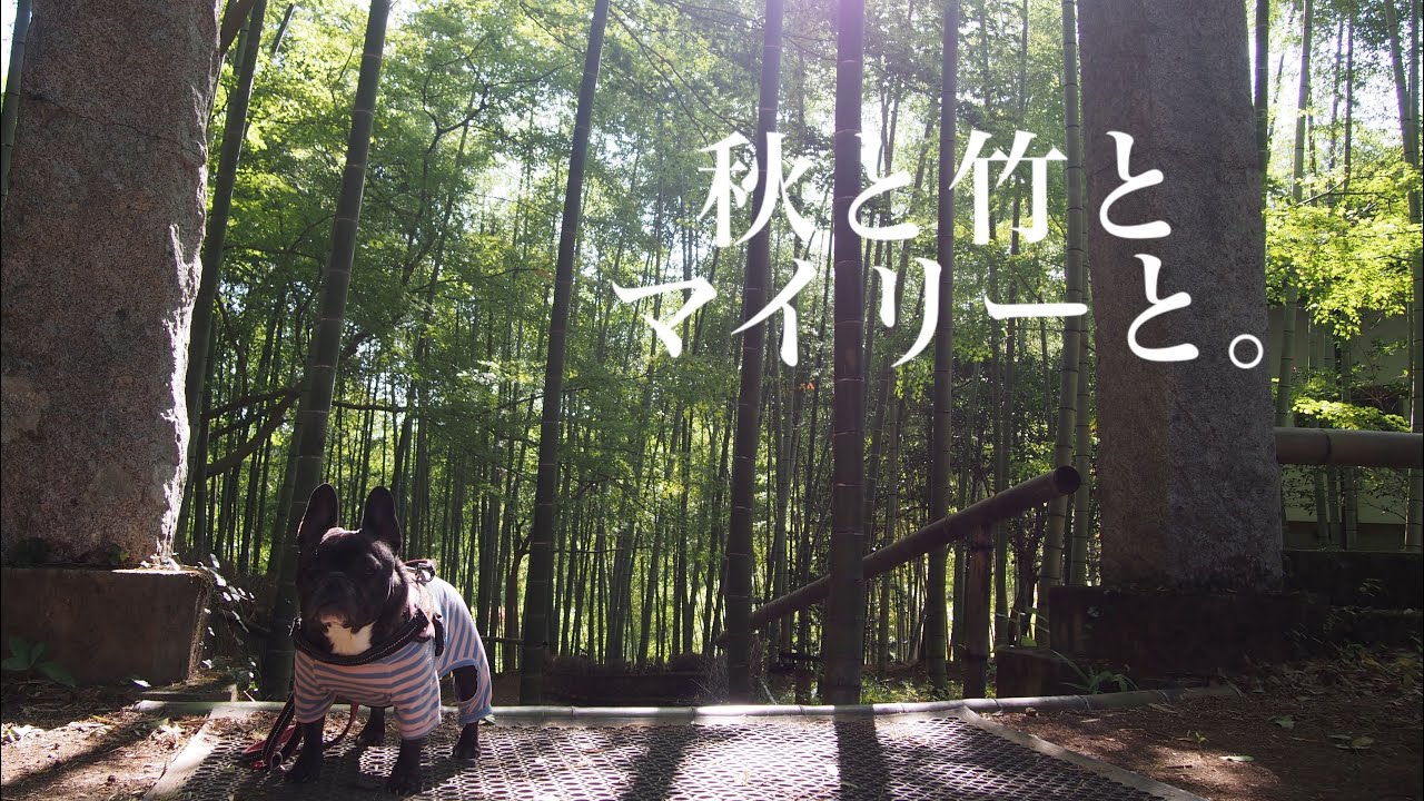 秋の登山。初めての大失敗…でも秋の絶景と神聖な気持ちになれるコースだった話。