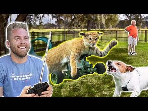 Remote Control Cat at Dog Park!