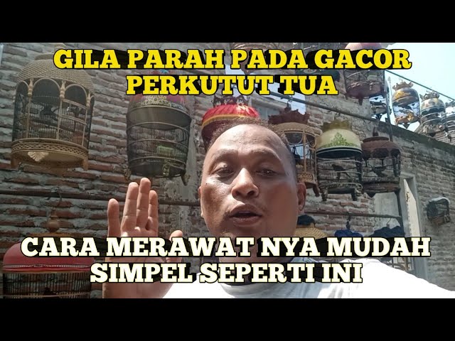 Gila Pada Gacor Semuanya Perkutut Lokal Tua Ternyata Begini Merawatnya!!! class=