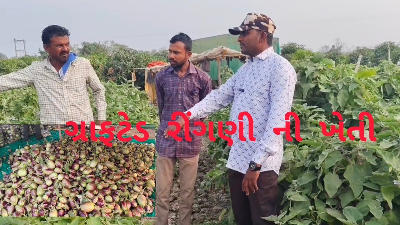 ગ્રાફટેડ રીંગણી ની ખેતી//ડબલ કરતા વધુ ઉત્પાદન//છ સાત ફૂટની હાઈટ