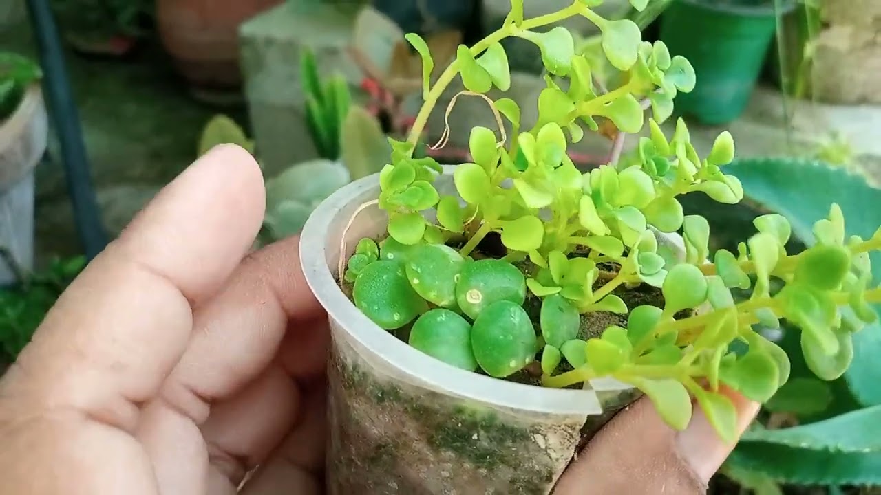 Stone crop plant | sedum plant care | sedum makinoi plant summer care | grmyo mai stone crop ki care