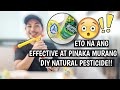 NATURAL PESTICIDE MADE OUT OF VINEGAR AND DISHWASHING LIQUID!