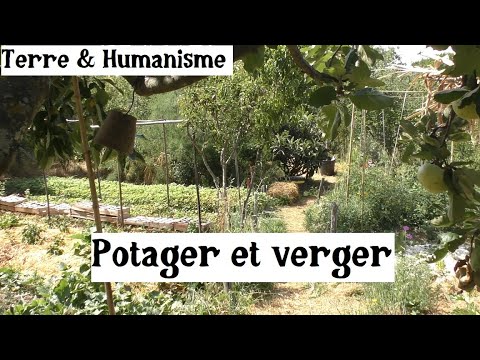 Vidéo: Vergers au lieu de potagers