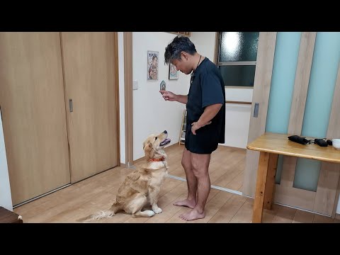 帰省を楽しみに。家族との再会に向けてパパから秘儀を教わる。【Golden Retriever japan】