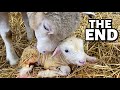 The end of winter lambing 2022...  time to face the music. 🥺 | Vlogmas 2022 | Vlog 658