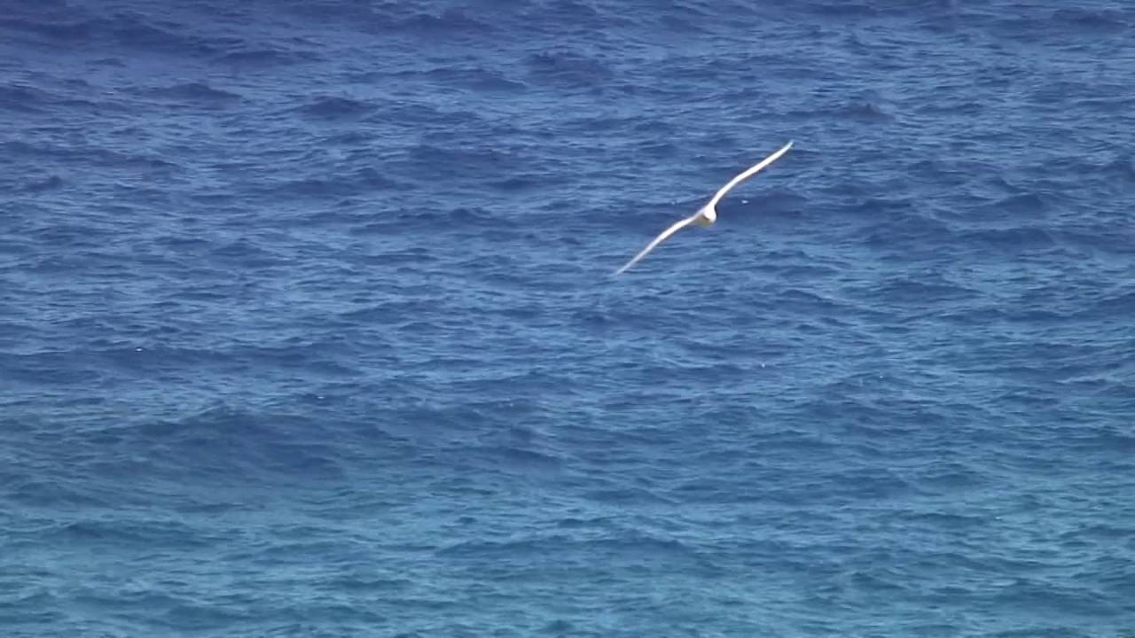 アカオネッタイチョウ 1 南硫黄島とロタ島 Red Tailed Tropicbird Wild Bird 野鳥 動画図鑑 Youtube