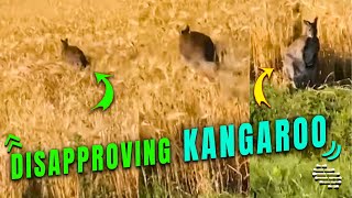 Guy Tries Talking to a Kangaroo but It Leaves
