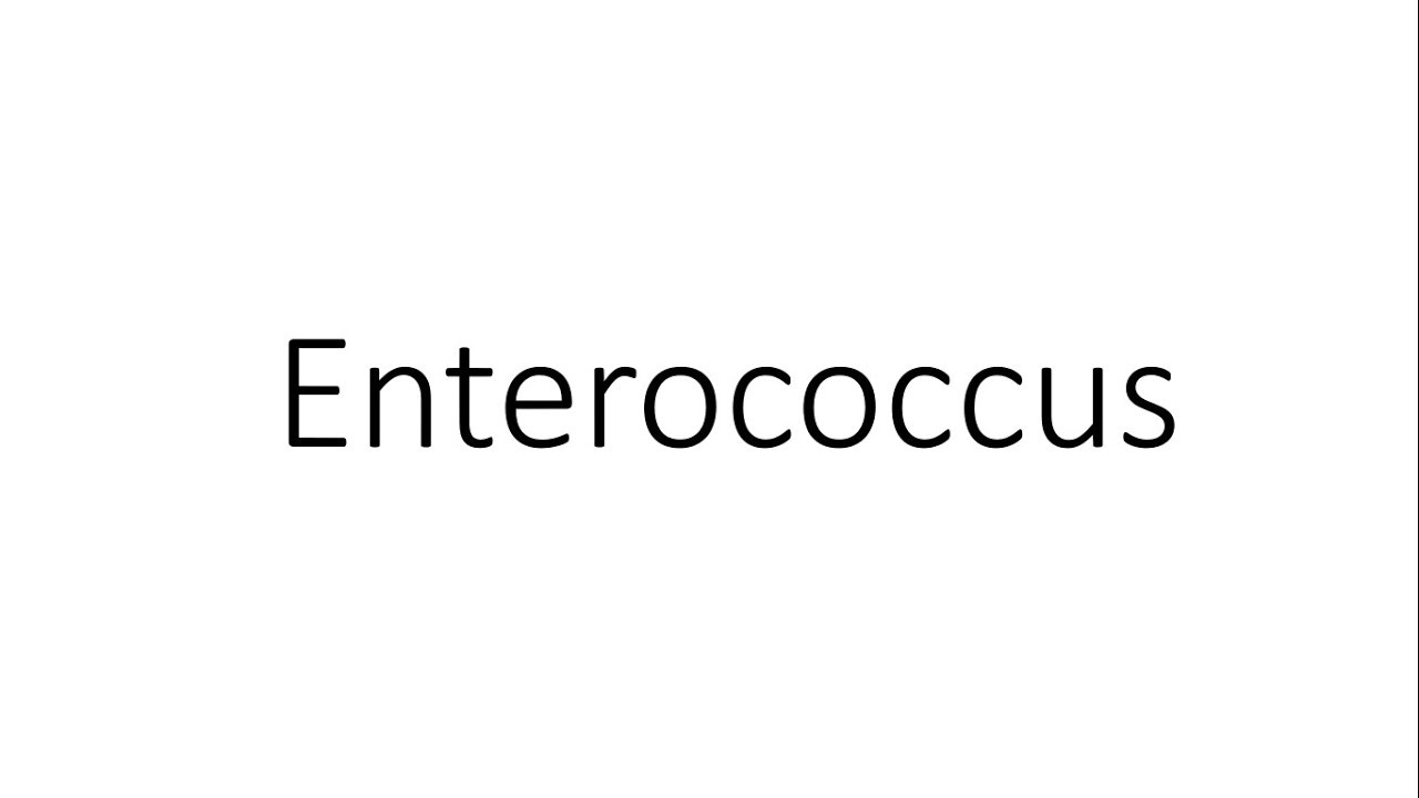 Enterococcus - Microbiology