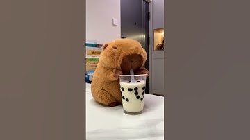 Capybara like milk tea! Not vegetable juice!  #cute #capybara #funny #health
