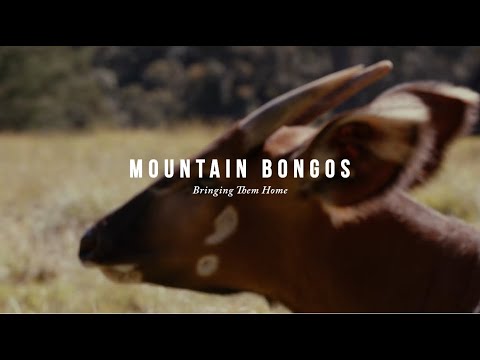 Bringing Home The Mountain Bongo 