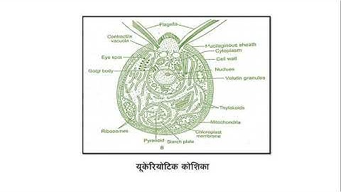 B.Sc. PART-I,Botany, Algae Cell structure