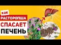 Что скрывает расторопша? Как силимарин делает печень неуязвимой для токсинов