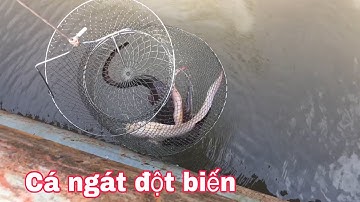 Câu được cá ngát đột biến màu Trắng, trên sông Kênh Lộ huyện Nhà Bè