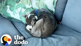 Download Lagu Woman Wakes Up To A Pit Bull Curled Up On Her Outdoor Couch | The Dodo MP3 Download Lagu Woman Wakes Up To A Pit Bull Curled Up On Her Outdoor Couch | The Dodo MP3