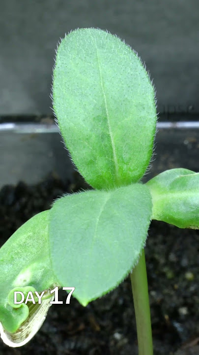 Sunflower Seed Sprouting Time Lapse