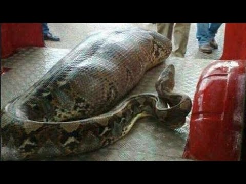 Man Vs python / collection 102 -2021 - YouTube