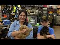 Billings child Thomas Germany receives Make-A-Wish puppies after leukemia battle