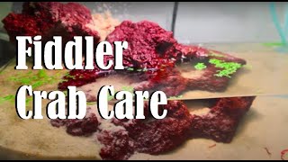 Fiddler Crab Care