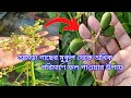 Ways to get more fruits from amra tree buds