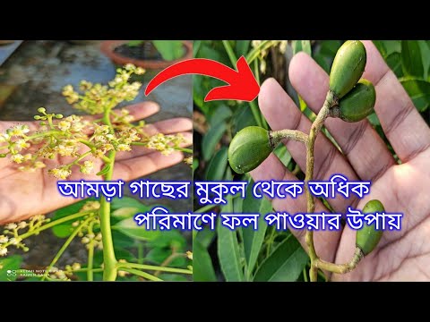 ভিডিও: প্রুনিং থাইম: কিভাবে থাইম ছাঁটাই করা যায়