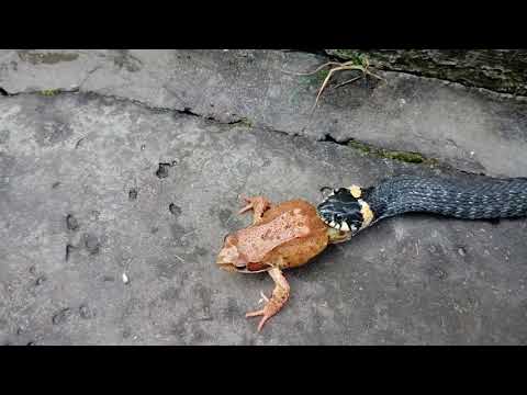 Video: Hur Ormen Rör Sig