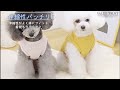 犬服 犬の服 春 夏 秋 ドッグウェア ペットウェア クマ くま 小型犬 かわいい おしゃれ オールシーズン…