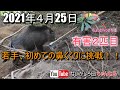 【イノシシ　捕獲】2021年4月25日【ないがしろ団】