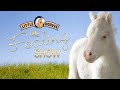 The Foaling Show • Stall 2 • Horse and Pony Live Cam