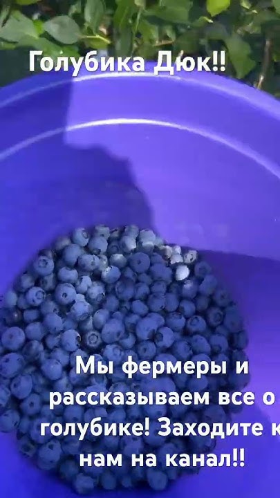 Голубика! Голубика Дюк! Как вырастить голубику! - YouTube