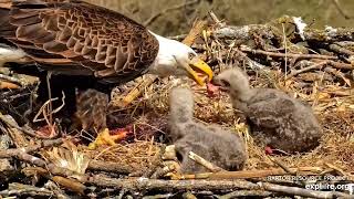 Decorah Eagles - North Nest 10.04.2024