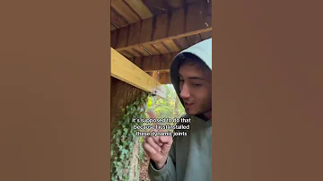The PROPER Way To Support A Treehouse 