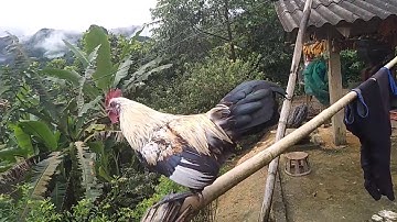 gà rừng chuỗi đẹp.qaib qug xeeb zoo nkauj