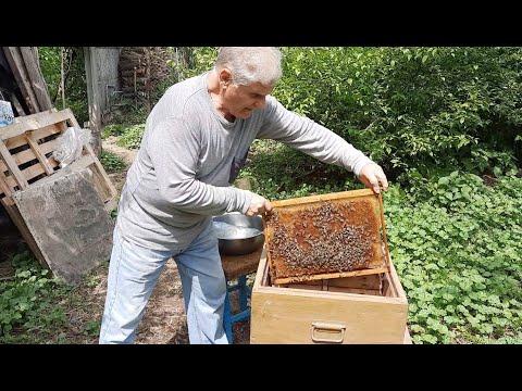 видео: Размножение пчел. Как легко создать новую пчелиную семью