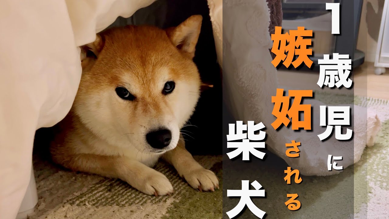 柴犬さん☆骨 maxresdefault.jpg