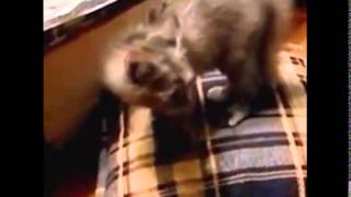Самые опасные и бесстрашные котята на земле! Подборка забавных приколов . Самые опасные и бесстрашные котята на земле! Подборка забавных приколов .